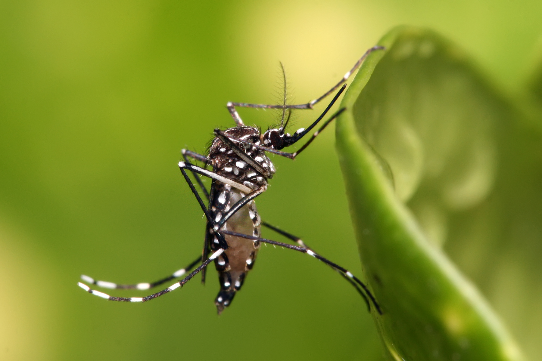 Mosquito Aedes aegypti — la plaga que Faminos combate